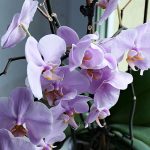 Orchideen eignen sich gut als Zimmerpflanzen.