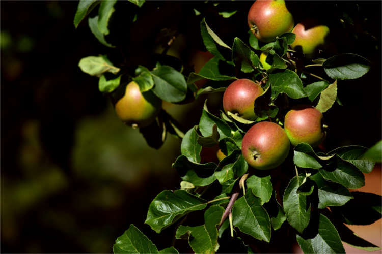 Baum- und Blumenpflege