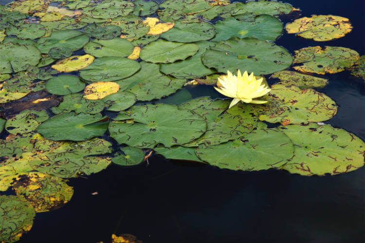 Gartenteich