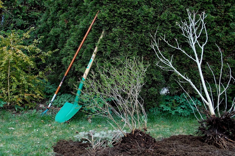 Baum einpflanzen