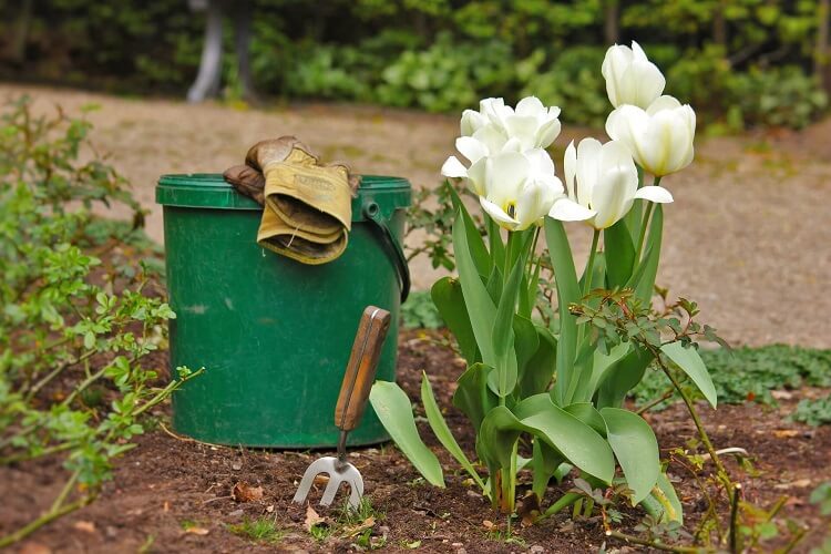 Blumenpflege im eigenen Garten